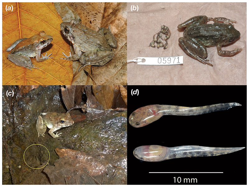 Illustration for article titled This Freaky New Frog Gives Birth To Live Tadpoles, Not Eggs